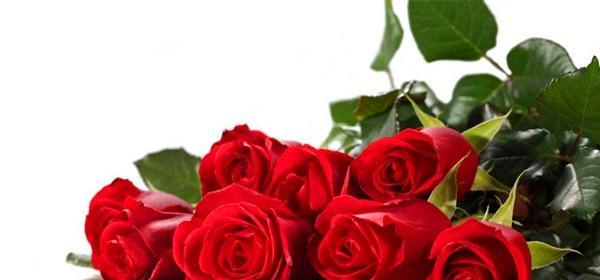 10朵玫瑰代表的花语及其意义（探寻玫瑰花语背后的秘密）