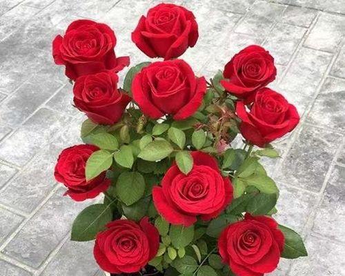 玫瑰花的意义与象征（赋予玫瑰花的深刻含义与情感传递）