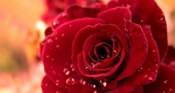 玫瑰花的寓意及象征意义解读（以玫瑰多少朵代表什么）