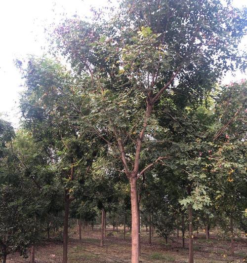 菏泽市树是什么树（揭秘菏泽市的市树品种及其含义）