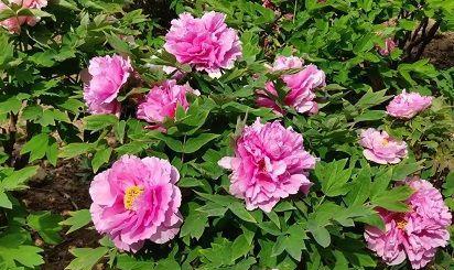 菏泽牡丹花期预测（盛放时间）