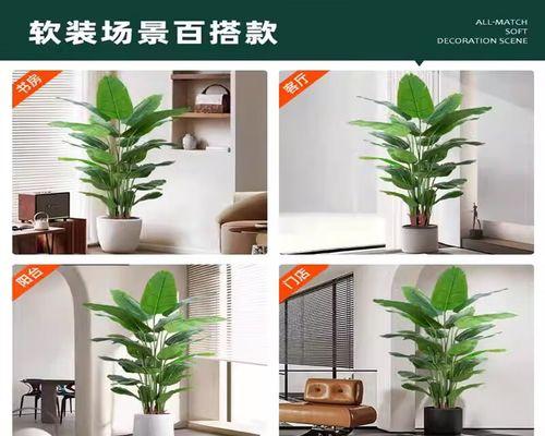 鹤望兰根烂了怎么办（教你正确应对鹤望兰根烂的问题）