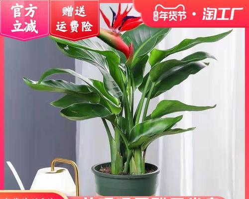 鹤望兰水培与土培的优缺点比较（选择种植鹤望兰）