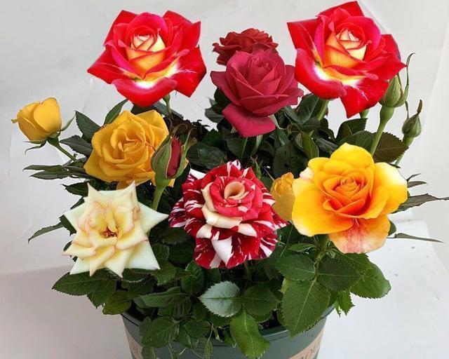 玫瑰花（深入探究玫瑰花在爱情中的意义）
