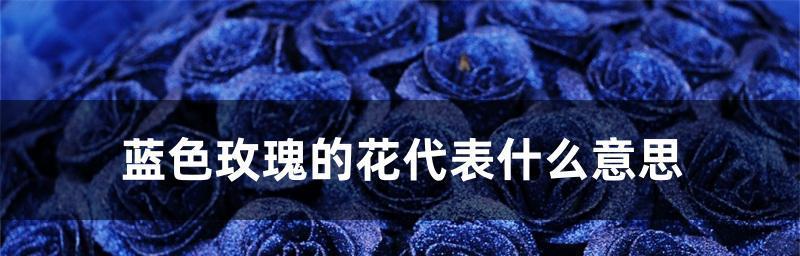 玫瑰花的支数与寓意（玫瑰花的含义和不同支数的象征意义）