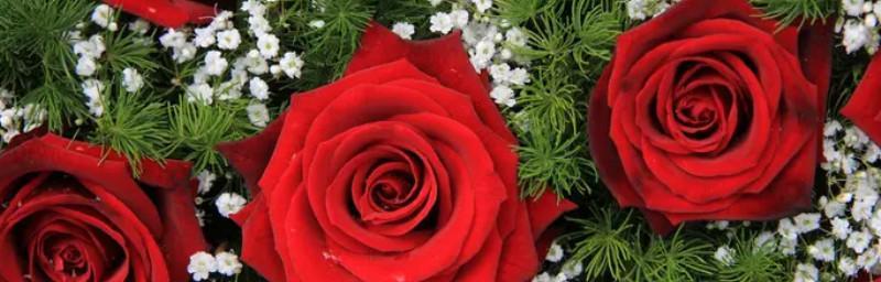 玫瑰花语（玫瑰花语的奥秘与浪漫）