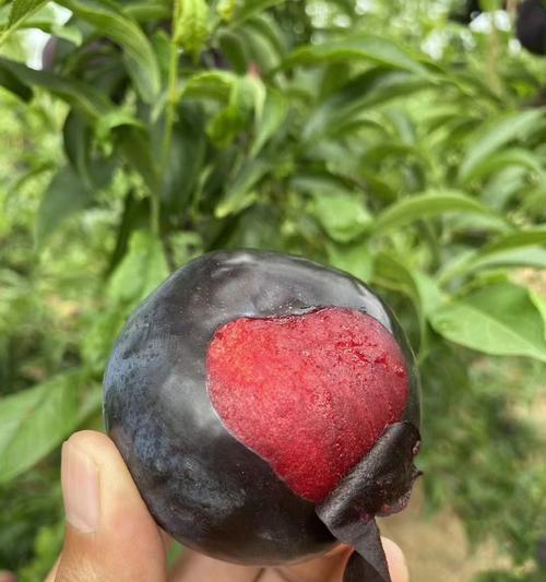 黑布林的种植条件与生长环境（气温）