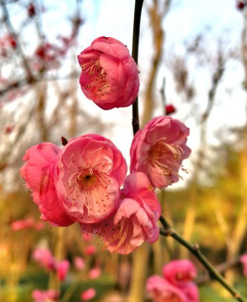 梅花花语的象征和意义（探寻梅花的隽永之美和生命力）