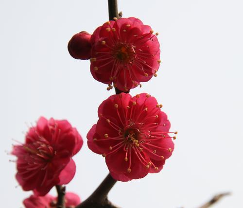冬日的梅花（寒冬中的奇迹——梅花的盛开）