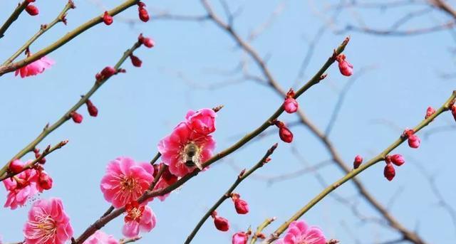 美人梅花语的深意（美人梅花）