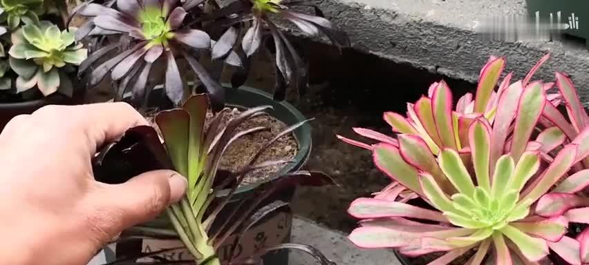 如何修剪黑法师（黑法师修剪技巧与方法）