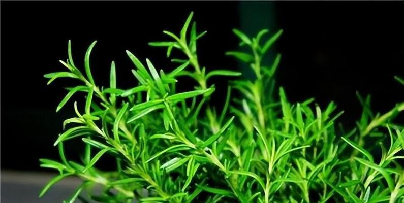 迷迭香花语（迷迭香的花语与寓意解读）