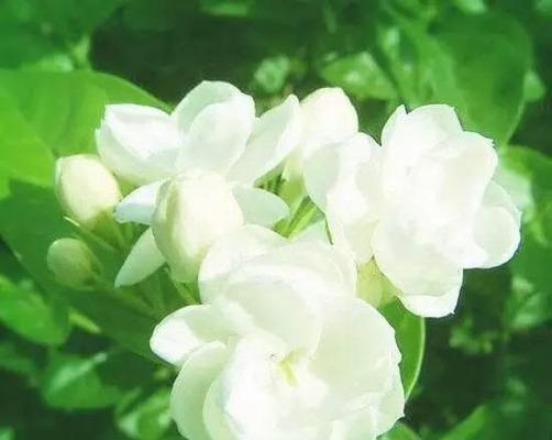 茉莉花的花语（传递馨香与希望的美丽花朵）