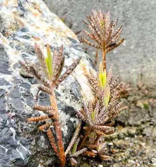 黑枸杞几年结果实几月份开花结果（探究黑枸杞的生长规律和果实成熟时间）