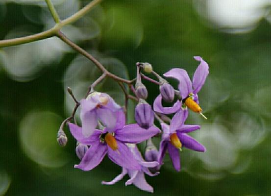 黑枸杞几年结果实几月份开花结果（探究黑枸杞的生长规律和果实成熟时间）