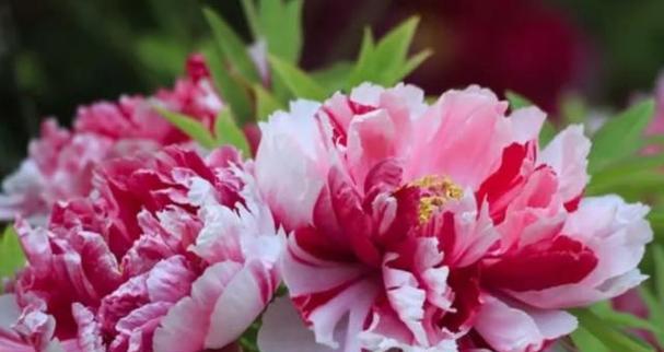 牡丹花的寓意（探寻牡丹花的深层内涵）