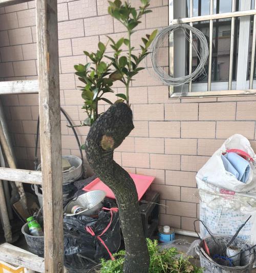 黑骨茶掉叶子怎么办（轻松解决黑骨茶掉叶子的烦恼）