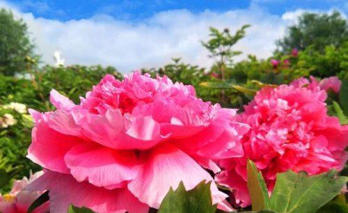 牡丹花语（花开富贵的象征与深意）