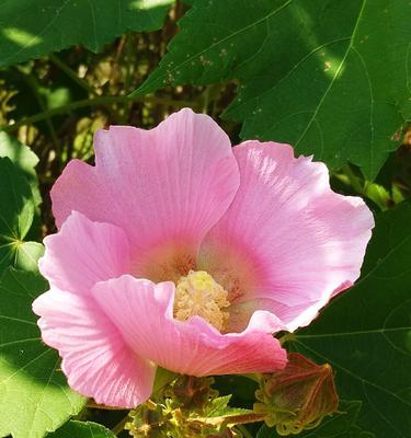 木芙蓉花的传说与花语（诗韵流传千年）