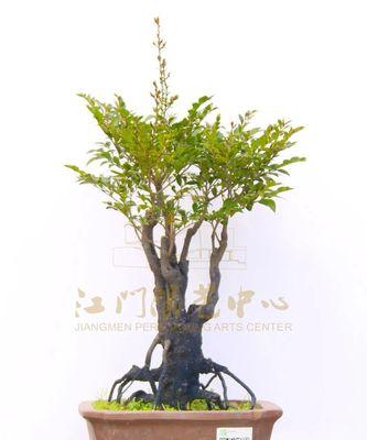 黑骨茶——喜水植物的代表（探究黑骨茶的喜水特性及栽培管理）