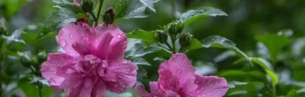 木槿花（揭示木槿花的花语及相关传说）