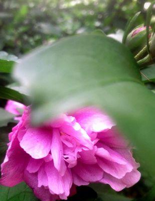 木槿花的花语——传递温暖与坚韧（木槿花的花语与意义）