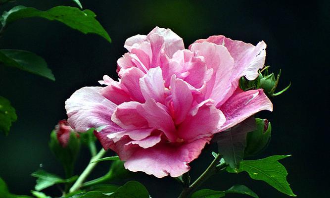 木槿花的寓意与象征意义（用木槿花演绎生命与希望）