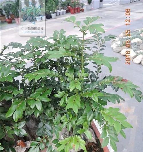 探寻黑骨香的生长环境（从土壤到气候）