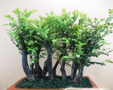 如何为黑骨香施肥才最好（掌握这些肥料知识）