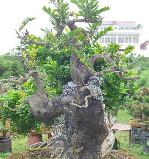 如何为黑骨香施肥才最好（掌握这些肥料知识）