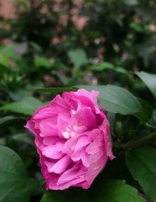 木槿花的花语与美丽传承（探寻木槿花的花语之美）