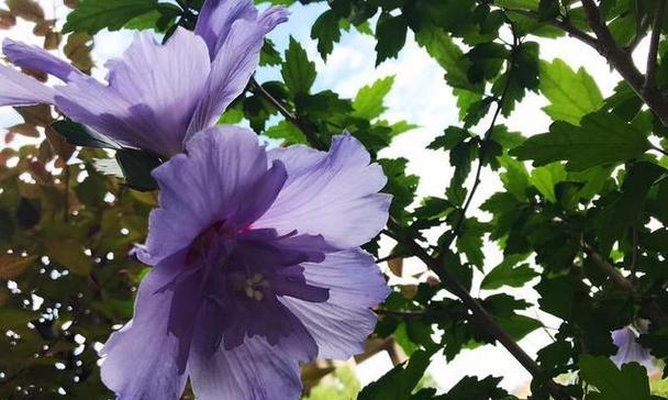 木槿花的花语与美丽传承（探寻木槿花的花语之美）