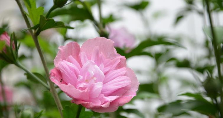 木槿花的花语及寓意解读（探索木槿花的象征意义及文化内涵）