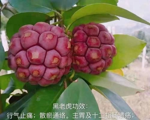 黑老虎的适宜播种时间（了解黑老虎的生长习性）