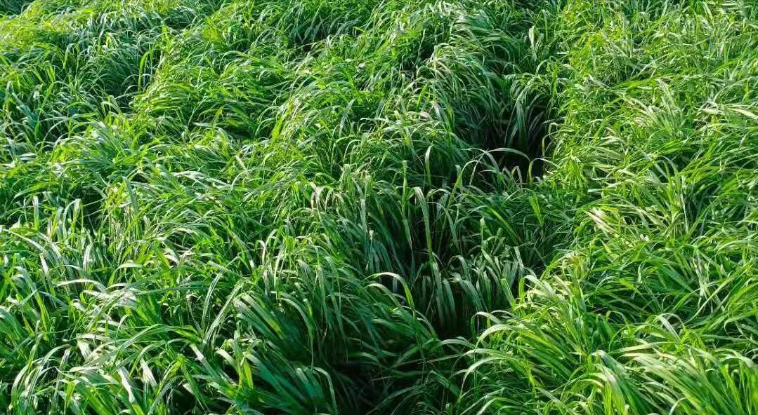 如何选择黑麦草的种植时间（科学种植）