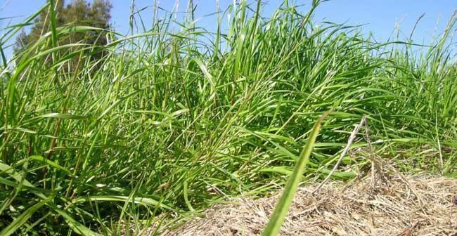 黑麦草种子发芽时间详解（从种植到发芽）