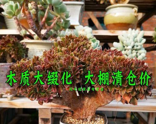 了解皮黑木——一种珍贵的木材（源自南美洲热带雨林）