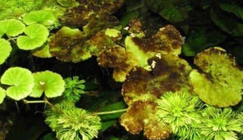 绿藻（发现绿藻——认识这个重要的植物类型）