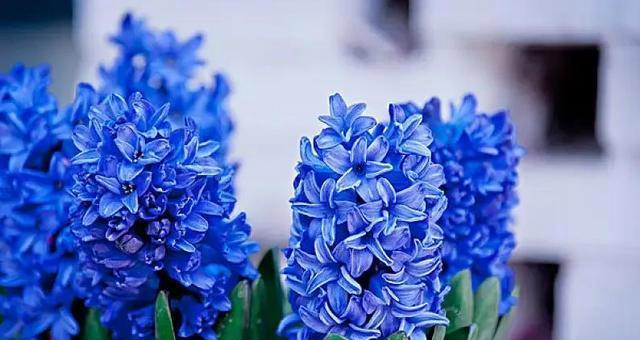 守护的花花语，你了解吗（揭秘守护的花的花语）
