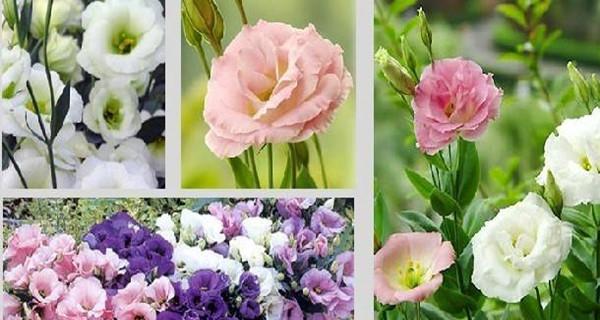 守护的花花语，你了解吗（揭秘守护的花的花语）