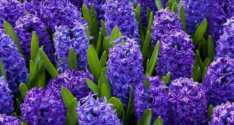 守护的花花语，你了解吗（揭秘守护的花的花语）