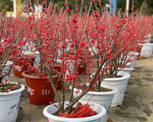 花语之言，思念的花（花开虽春）