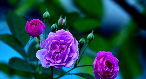 花语之言，思念的花（花开虽春）