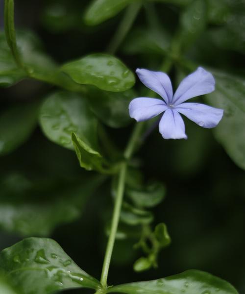 探寻忧郁的花语之忧郁的花（以花为媒）