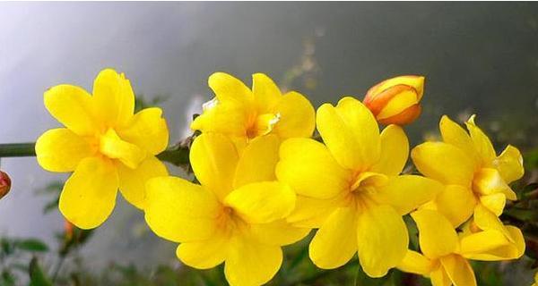 花语祝福——用花传递祝愿的美好（探寻花语祝福的世界）
