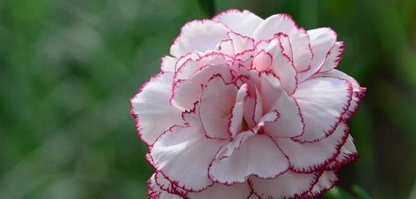 花语祝福——用花传递祝愿的美好（探寻花语祝福的世界）