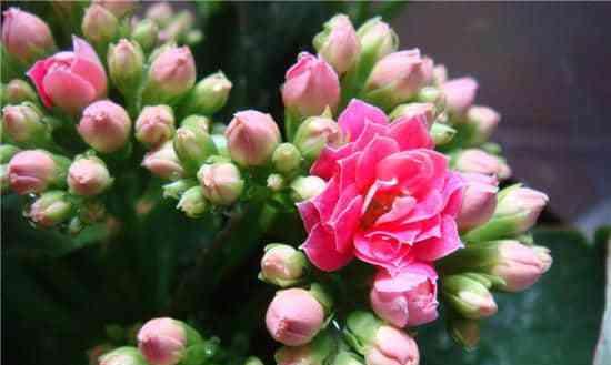 花语祝福——用花传递祝愿的美好（探寻花语祝福的世界）