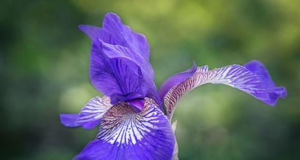 自由之花（以花语传递自由的力量）