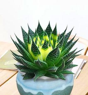 以波露花为象征的爱情之美（探寻波露花所代表的纯洁与浪漫）