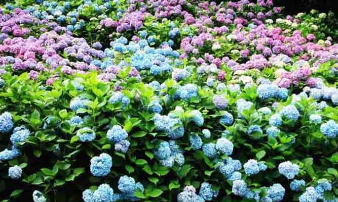 绣球花的花语与颜色意义（用颜色绣就的花语之谜）
